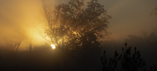 Fototapeta na wymiar Foggy Sunrise
