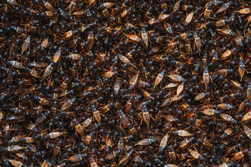 Full Frame Shot Of Gryllus bimaculatus, Insects Cricket	