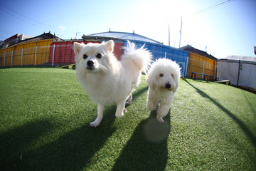 Happy puppies in a private playground