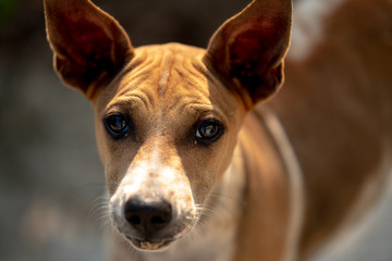 The puppy sitting was looking intently.