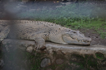 crocodile