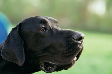 portrait of a dog