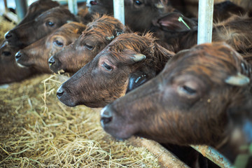 Selective focus on crowd of diary cows in farm