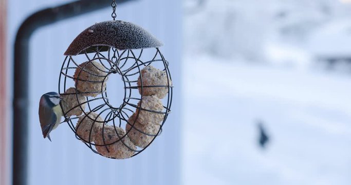 Great Aurasian blue tit eating at feeder during winter time. Locked down shot.