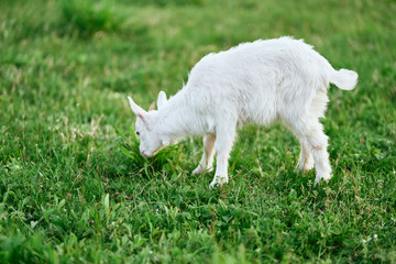 Obraz premium goat on green grass