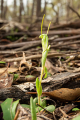 The Dwarf Greenhood is a species of orchid endemic to Australia arising from rounded, underground tubers. It has a rosette of leaves at it base and a single narrow, bright green and white flower.