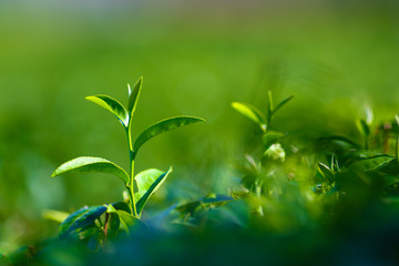 Green tea bud. Fresh tea plantation. Closeup tea top.