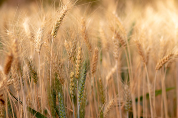 Wheat crop field. Ears of golden wheat close up. Ripening ears of wheat field background. Rich harvest Concept.
