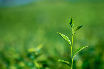 Fototapeta na wymiar Green tea bud. Fresh tea plantation. Closeup tea top.