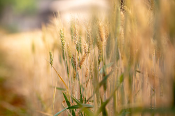 Wheat crop field. Ears of golden wheat close up. Ripening ears of wheat field background. Rich harvest Concept.