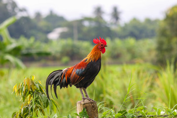 Beautiful male Thai native rooster or cock on cement fence pole with green nature background