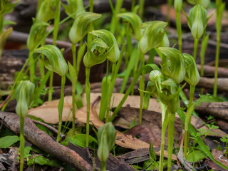 The Nodding Greenhood (Pterostylis nutans) is endemic to eastern Australia. Nodding greenhoods have...