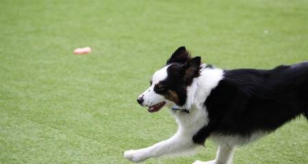 Happy puppies in a private playground