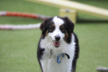 Happy puppies in a private playground