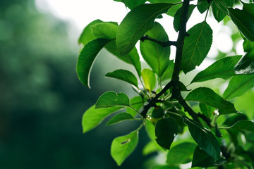 green leaves of a tree