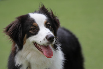 Happy puppies in a private playground