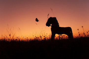 silhouette of horse and butterfly on the flower field in the sunset