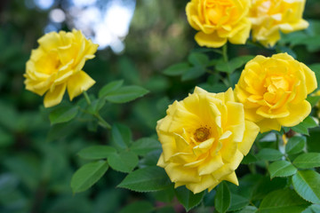 Beautiful Tea Roses in a green garden