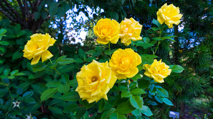 Beautiful Tea Roses in a green garden