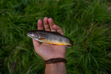 orange brook trout