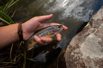 colorful brook trout 