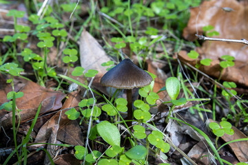 mushroom in grass