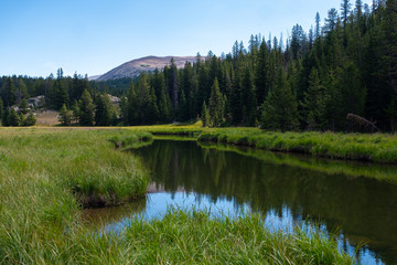 mountain meadow with river and pines