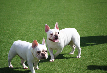 Fototapeta premium Happy puppies in a private playground