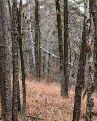 Naklejka premium Forest