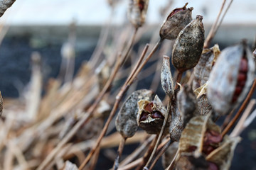Brown Autumn Textured Plant