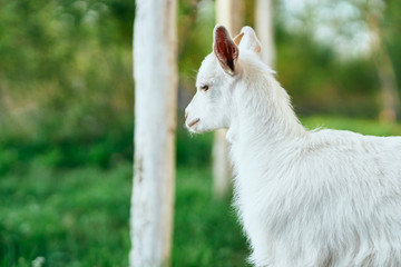 Obraz premium portrait of a goat