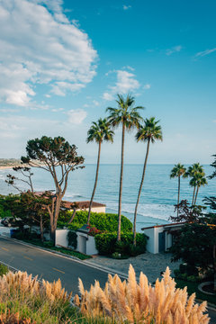 Palm Trees And Houses Along The Beach In Malibu, California