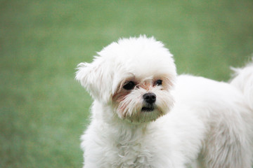 Happy puppies in a private playground