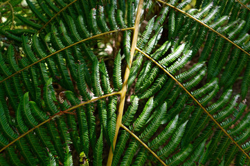 A close up of the leaves of a New Zealand tree fern