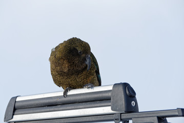 A cheeky kea, a New Zealand alpine parrot, looks down at the photographer