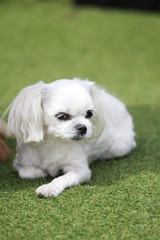 Happy puppies in a private playground