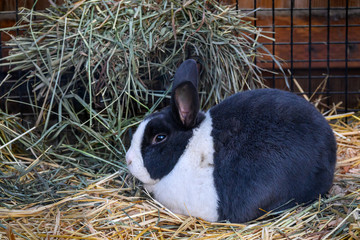 Gray and white shorthair pet bunny on straw bed with hay in feeder © knelson20
