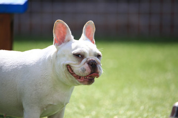 Happy puppies in a private playground