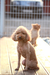 Happy puppies in a private playground