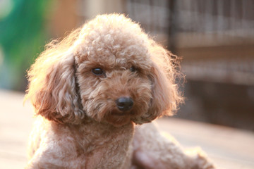 Happy puppies in a private playground