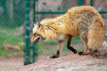 red fox in the zoo