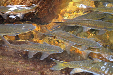 A group of antimony fish in natural water bodies.
