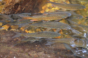 A group of antimony fish in natural water bodies.