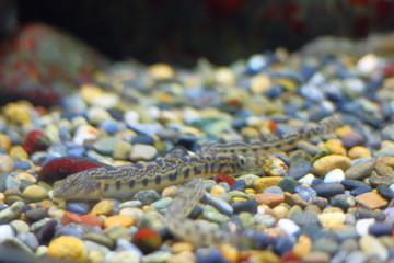 ニシシマドジョウ