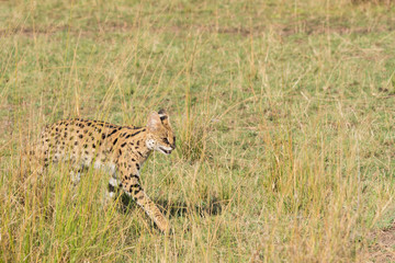 Fototapeta na wymiar A female serval cat walking in the grasslands of Masai Mara National Reserve during a wildlife safari