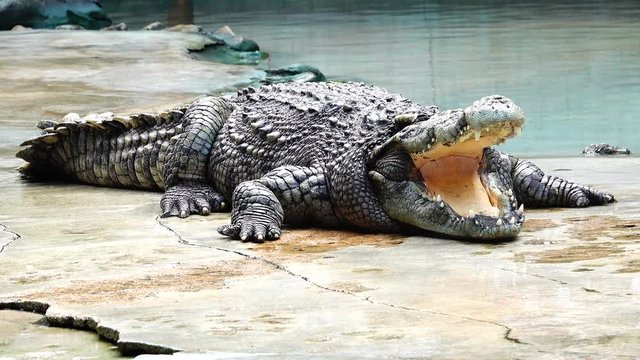 4K The crocodile lies with a gaping mouth.Crocodile farm sunbathe in thailand