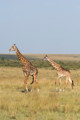 A herd of Giraffes walking in the plains of Africa during a wildlife safari inside Masai Mara National Reserve