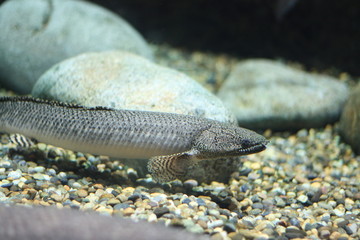 ポリプテルス・オルナティピンニス