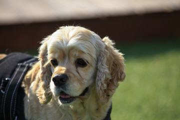 Happy puppies in a private playground