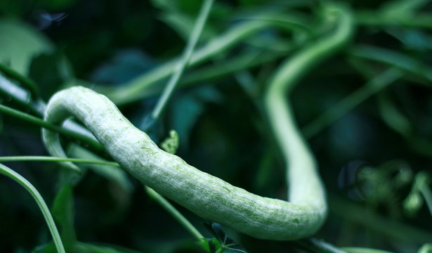 Snake gourd or pare belut growth on tree.